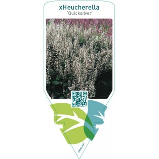 xHeucherella ‘Quicksilver’