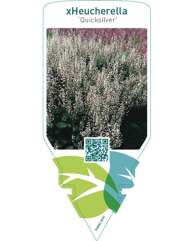 xHeucherella ‘Quicksilver’