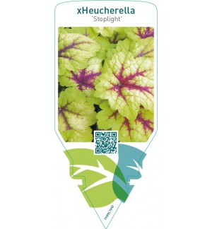 xHeucherella ‘Stoplight’