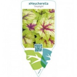 xHeucherella ‘Stoplight’
