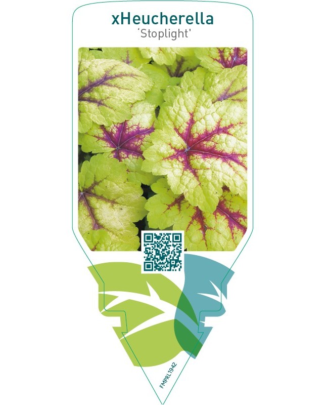 xHeucherella ‘Stoplight’