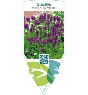 Stachys monieri ‘Hummelo’