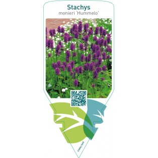 Stachys monieri ‘Hummelo’