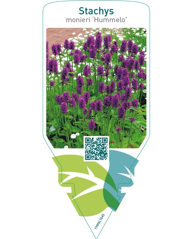 Stachys monieri ‘Hummelo’