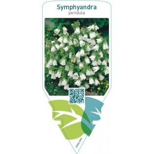 Symphyandra pendula