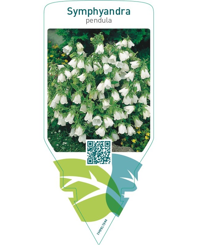 Symphyandra pendula
