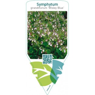 Symphytum grandiflorum ‘Wisley Blue’