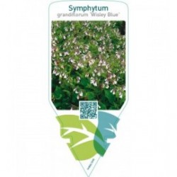 Symphytum grandiflorum ‘Wisley Blue’