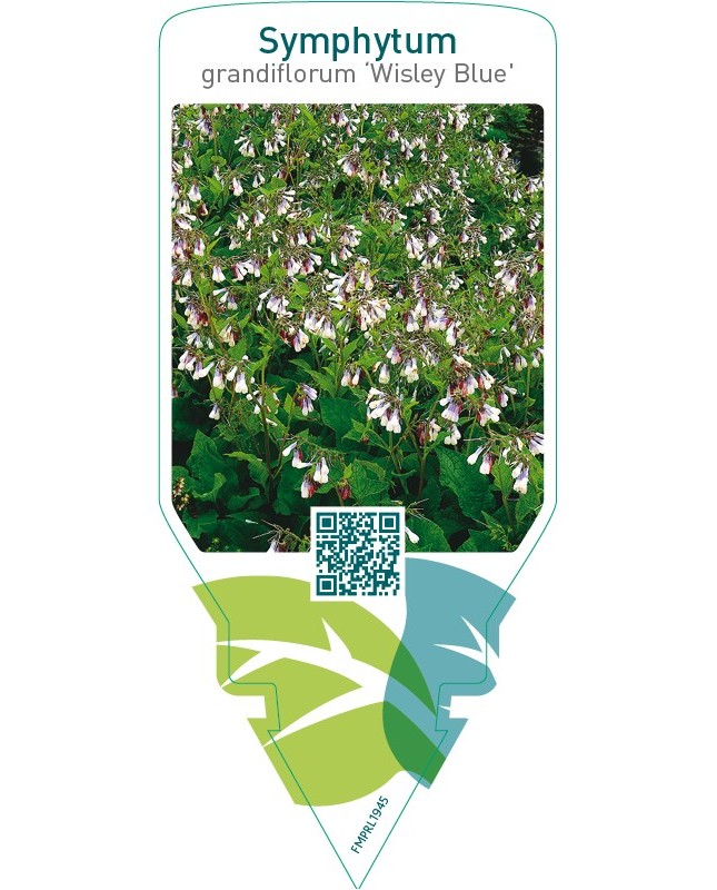 Symphytum grandiflorum ‘Wisley Blue’