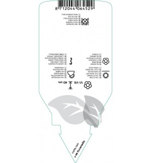 Etichette di Symphytum grandiflorum ‘Wisley Blue’ *