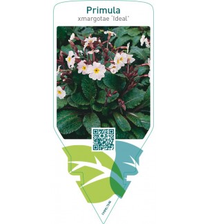 Primula xmargotae ‘Ideal’