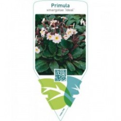 Primula xmargotae ‘Ideal’