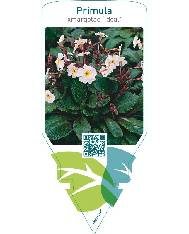 Primula xmargotae ‘Ideal’