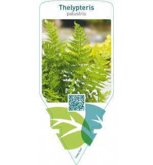 Thelypteris palustris