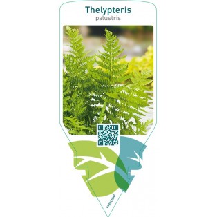 Thelypteris palustris