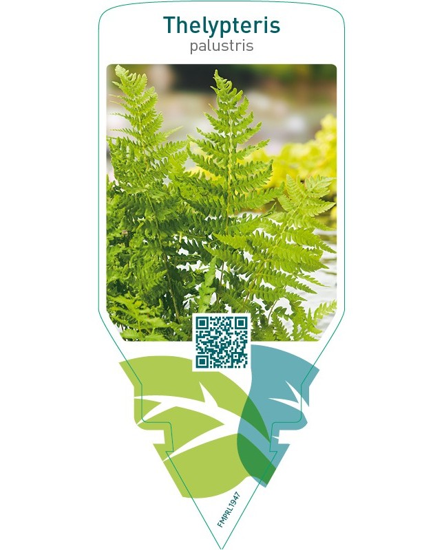 Thelypteris palustris