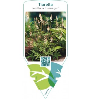 Tiarella cordifolia ‘Dunvegan’