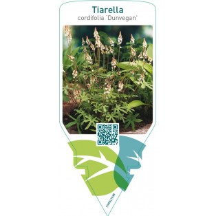 Tiarella cordifolia ‘Dunvegan’