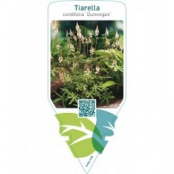Tiarella cordifolia ‘Dunvegan’