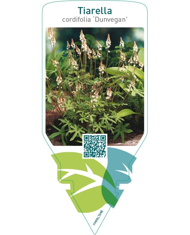 Tiarella cordifolia ‘Dunvegan’