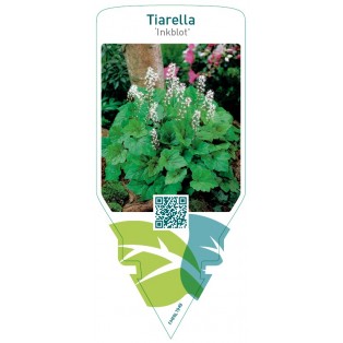 Tiarella ‘Inkblot’