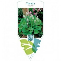 Tiarella ‘Inkblot’