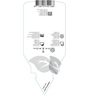 Etichette di Tiarella ‘Inkblot’ *