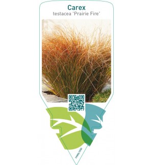 Carex testacea ‘Prairie Fire’