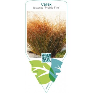 Carex testacea ‘Prairie Fire’