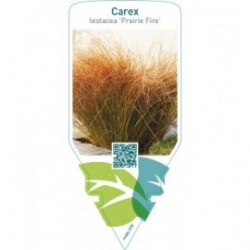 Carex testacea ‘Prairie Fire’