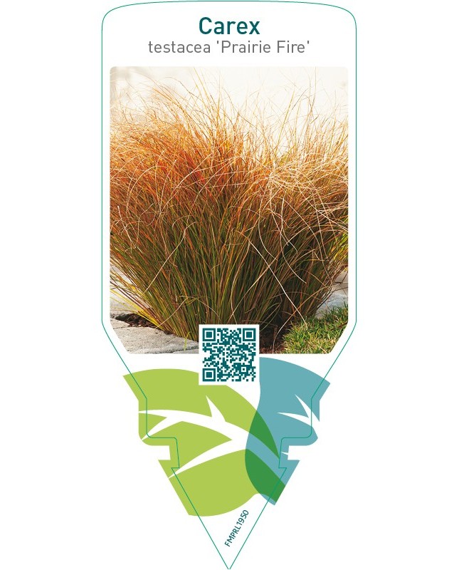 Carex testacea ‘Prairie Fire’