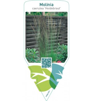 Molinia caerulea ‘Heidebraut’