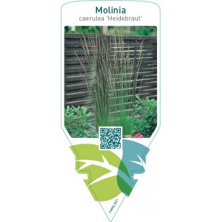 Molinia caerulea ‘Heidebraut’
