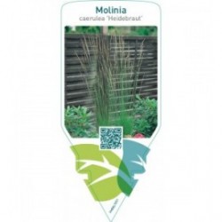 Molinia caerulea ‘Heidebraut’