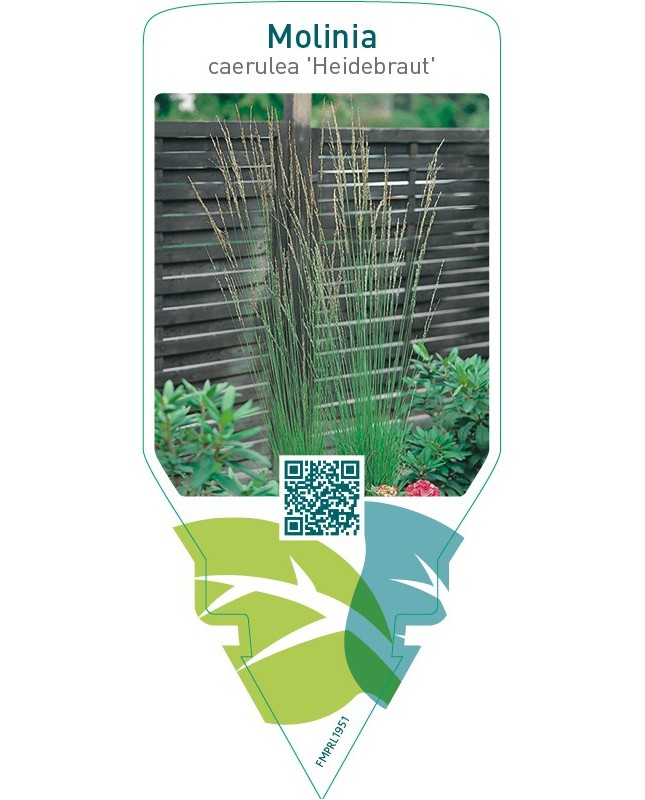 Molinia caerulea ‘Heidebraut’