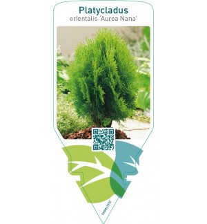 Platycladus orientalis ‘Aurea Nana’