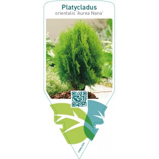Platycladus orientalis ‘Aurea Nana’