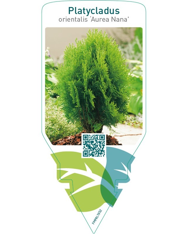Platycladus orientalis ‘Aurea Nana’