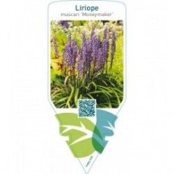 Liriope muscari ‘Moneymaker’