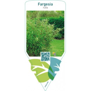 Fargesia rufa