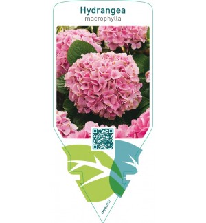 Hydrangea macrophylla  pink
