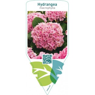 Hydrangea macrophylla  pink