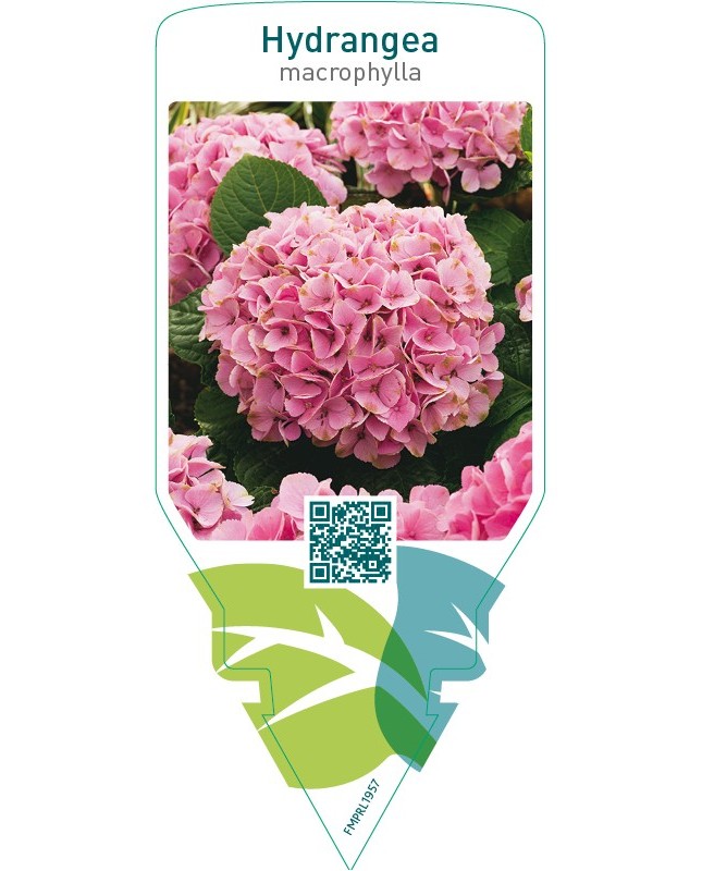 Hydrangea macrophylla  pink