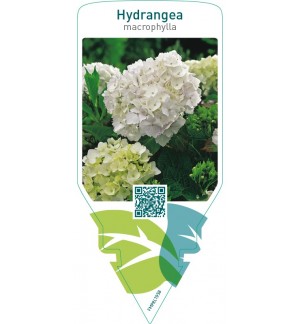 Hydrangea macrophylla  white