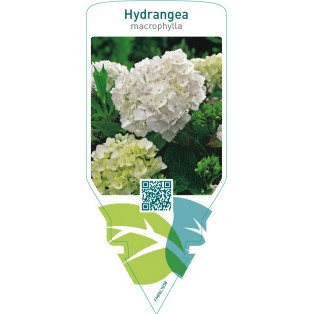 Hydrangea macrophylla  white