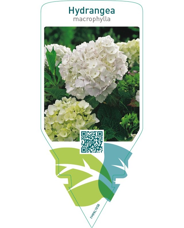Hydrangea macrophylla  white