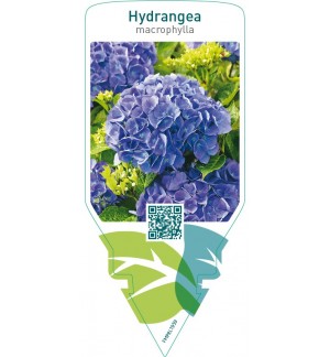Hydrangea macrophylla   blue