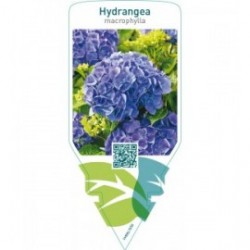 Hydrangea macrophylla   blue