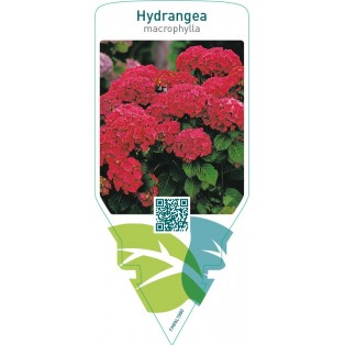 Hydrangea macrophylla  red