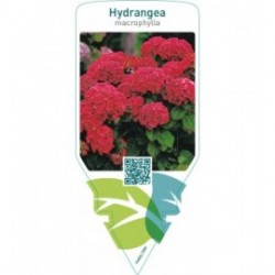 Hydrangea macrophylla  red